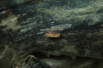 Top view healing chaga mushroom on old birch trunk close up. Red parasite mushroom growth on tree. Bokeh background.