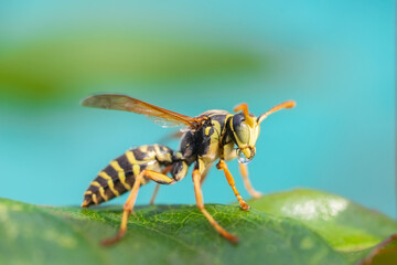 The wasp is sitting on green leaves. The dangerous yellow-and-black striped common Wasp sits on leaves.