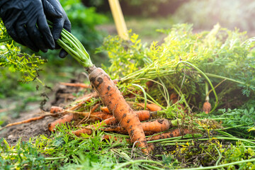 Farmer holds a harvest of carrot in his hands. Autumn harvest