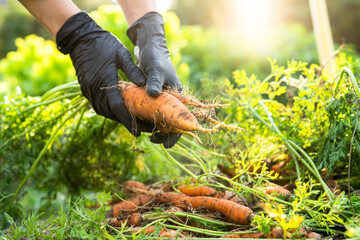 Person working on the field. Farmer holds a harvest of carrot in his hands.