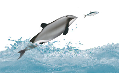 Fototapeta premium dauphin de Nouvelle-Zélande,attaque, évasion, vague, dauphin, mammifère, marin, poisson, nature, océan, lac, eau, giclé, illustration, animal à dents rugueuses