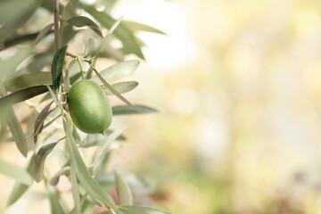 Olives with leaves on natural background