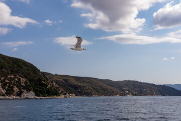 White seagull flying along the coastline of peninsula Athos, Chalkidiki, Central Macedonia, Greece, Europe. View on holy Eastern Orthodox terrain of Mount Athos (Again Oros). Freedom bird blue sky