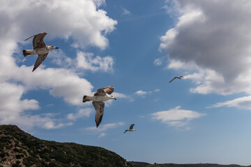 White seagull flying along the coastline of peninsula Athos, Chalkidiki, Central Macedonia, Greece, Europe. View on holy Eastern Orthodox terrain of Mount Athos (Again Oros). Freedom bird blue sky