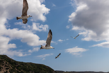 White seagull flying along the coastline of peninsula Athos, Chalkidiki, Central Macedonia, Greece, Europe. View on holy Eastern Orthodox terrain of Mount Athos (Again Oros). Freedom bird blue sky