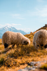 Swiss mountains forest in switserland sun sunset clouds hiking in a landscape sheep grass eating cute