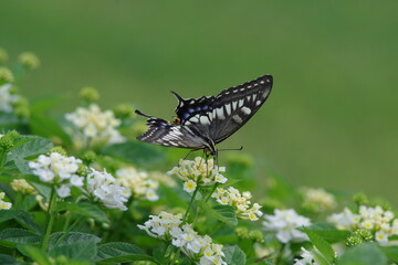 ランタナの花蜜を吸うナミアゲハ