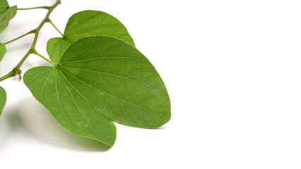 Indian Festival Dussehra, showing golden leaf and flowers on moody background. Greeting card.