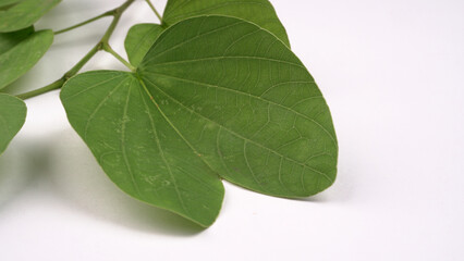 Indian Festival Dussehra, showing golden leaf and flowers on moody background. Greeting card.