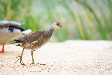 Joven gallineta común (Gallinula chloropus) y ánade real macho (Anas platyrhynchos) en la orilla de un lago