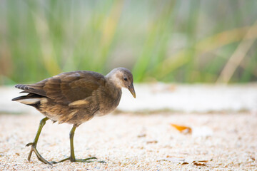 Gallineta común (Gallinula chloropus) en la orilla de un lago