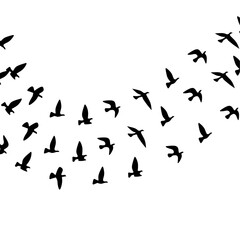 Naklejka na ściany i meble Silhouette of a group of flying birds. Isolated on a white background. Vector illustration