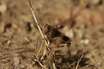 grasshopper on the ground