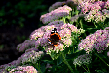 Vanessa atalanta, a beautiful admiral butterfly with black wings, red stripes and white spots sits on a flower