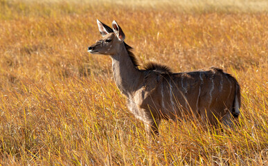 Greater kudu cow isolated in a golden savannah