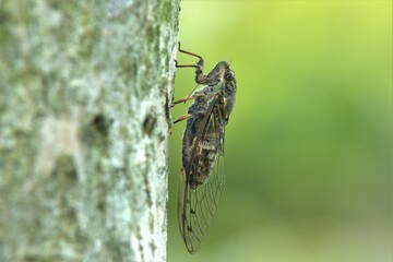 ツクツクボウシ