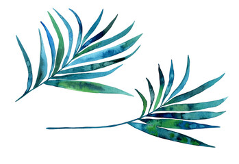 Watercolor tropical palm leaves illustration. Hand-painted. Floral elements, palm leaves.