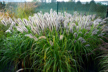 flowerbeds with ornamental grasses in long lines in autumn with glittering dewdrops on the ears of...