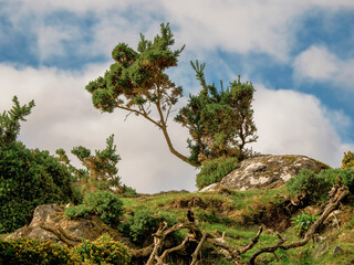 Small tree bent by a strong constant wind grows in a field. Life in rough conditions concept. Connemara, Ireland. Wild nature scene. Irish landscape.