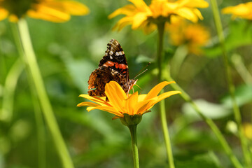 Butterfly and flower. Butterfly admiral on a yellow flower (Vanessa cardui, Nymphalidae). Spring...