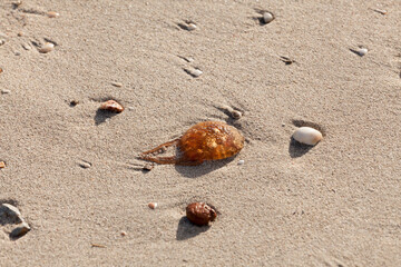 Fototapeta na wymiar jellyfish beached in the sand between stones, climate change, rising sea temperature facilitating the proliferation of jellyfish.