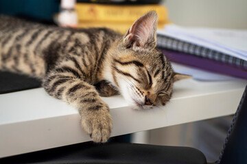 Small cute kitten with tiger pattern fur sleeping on an office table. Selective focus. Employee of the month humor concept.