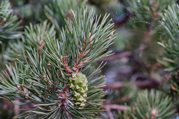Close-up pine branch with young cone on forest background.