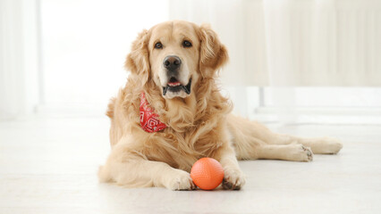 Golden retriever dog with orange toy lying on floor and looking at camera