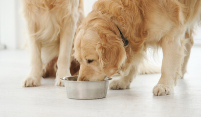 Golden retriever dogs eating from metal bowl food at home