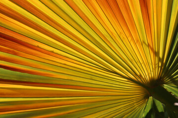 variegated colorful palm leaf for backgrounds