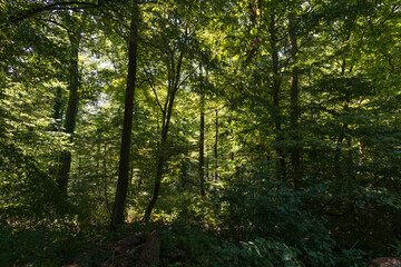 Fototapeta na wymiar View into a dense deciduous forest in a wooded area in the Palatinate Forest in southern Germany