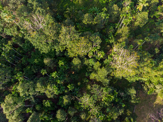 Tropical green tree forest nature landscape