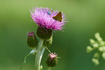 Verschiedenblättrige Kratzdistel (Cirsium heterophyllum)	