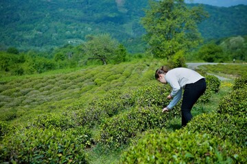 Fototapeta premium The girl watches the tea grow. Study of the flora of the region.