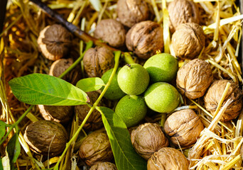 Walnüsse Juglans regia im Alten Land bei Hamburg