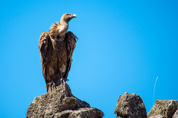 Griffon vulture from the Iberian peninsula perched on a rock during a sunny day
