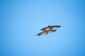 Griffon vultures flying during a sunny and clear day