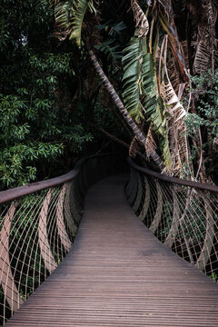 Boomslang Tree Canopy Walkway at Kirstenbosch Botanical Gardens in Cape Town