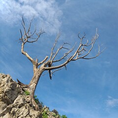 dead tree on the hill