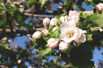 Flowering white apple tree. Beautiful bloom garden.
