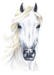 White horse head, animal portrait. Watercolour illustration. © Ann Lou