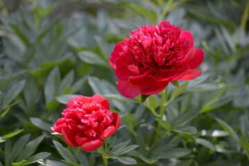 レッドチャーム　シャクヤクの花