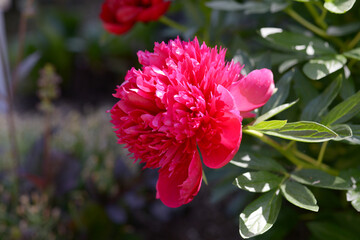 レッドチャーム　シャクヤクの花