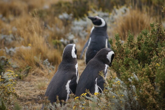 Magellanic penguins walking among the bushes of Patagonia.