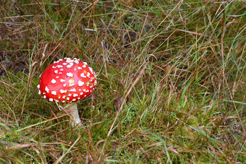fly agaric mushroom in forest