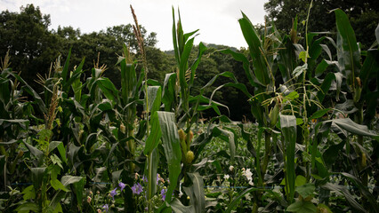 Corn stalks growing towards the sky