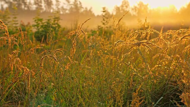 Green plant nature tree forest jungle sun fresh sun leaf