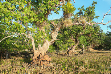 Large mangrove trees that stand parallel to the mainland coast