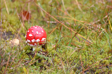 fly agaric toadstool mushroom in forest