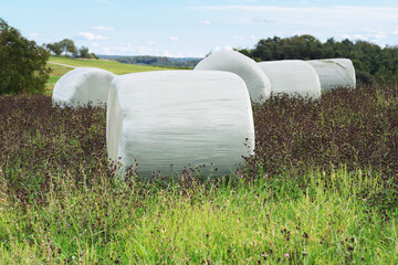 Round hay bales in plastic wrap in a lucerne field